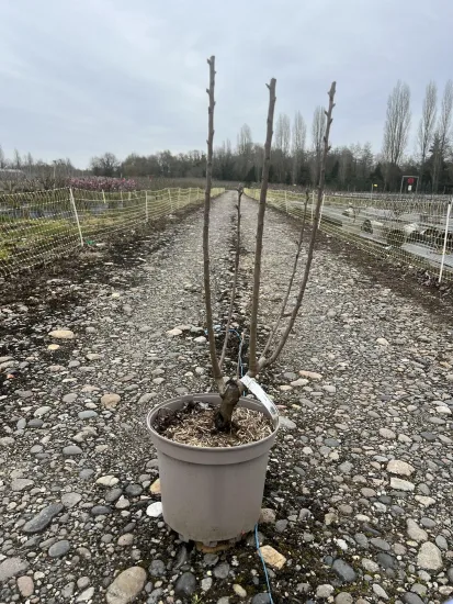 Poirier 'belle hélène' 'Belle helene' — Pot 7.5L