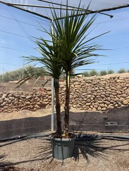 Cordyline indivisa (Cordyline indivisia) — grand sujet à deux troncs en pot · Pot 90L