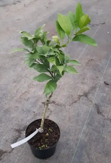 Oranger 'Navel' — Pot 2.5L Touffe