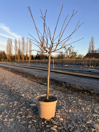 Abricotier 'Garden aprigold' — Pot 7.5L