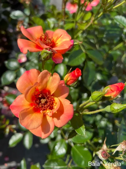 Rosier 'Baia' (Rosa) — photo 4