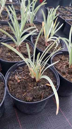 Tulbaghie 'Silver lace' (Tulbaghia violacea) — jeunes touffes de feuilles panachées en godets noirs · Pot 1.5L