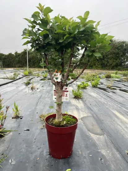 Cerisier nain — Pot 5L