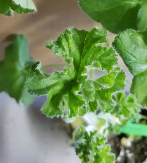 Géranium au parfum de rose 'Attar of roses' (Pelargonium capitatum) — gros plan sur feuille verte duveteuse