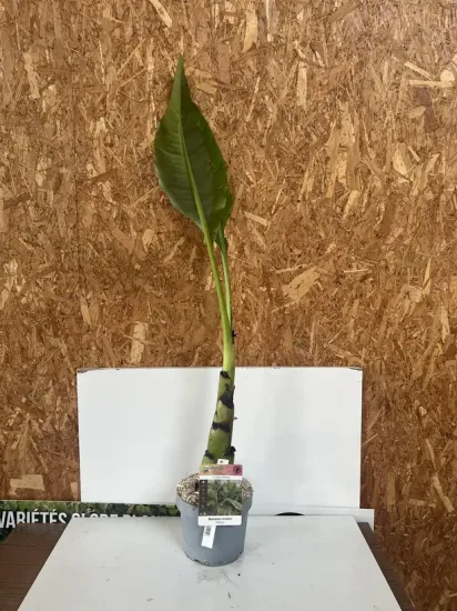 Bananier lotus d'or — Pot 3,3L