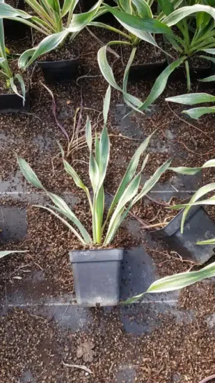 Yucca 'Variegata' (Yucca gloriosa) — jeune plant panaché en pot de pépinière · Pot 1.5L