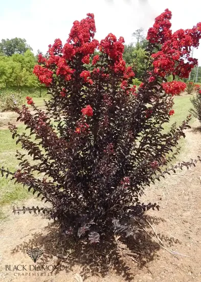 Lilas des indes 'Crimson red'