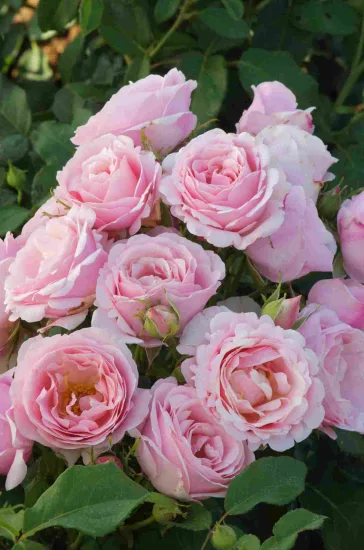 Rosier 'Billet doux '