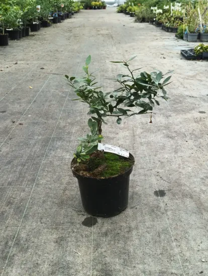 Kumquattier rond 'Hindsii' — Pot 5L Tige