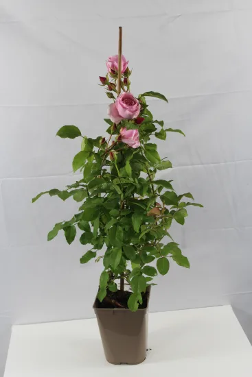 Rosier 'Billet doux ' — Pot 5L