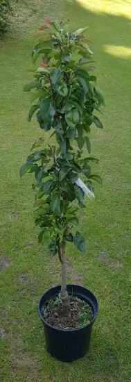 Poirier colonnaire 'Obelisk' (Pyrus communis) — jeune arbre étroit tuteuré sur pelouse verte · Pot 8L