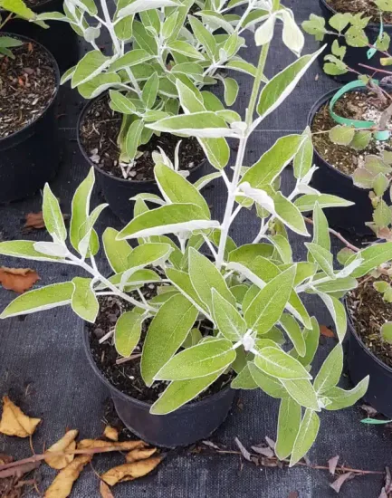 Sauge cassis (Salvia discolor) — jeune plant au feuillage vert clair en pot · Pot 2.5L