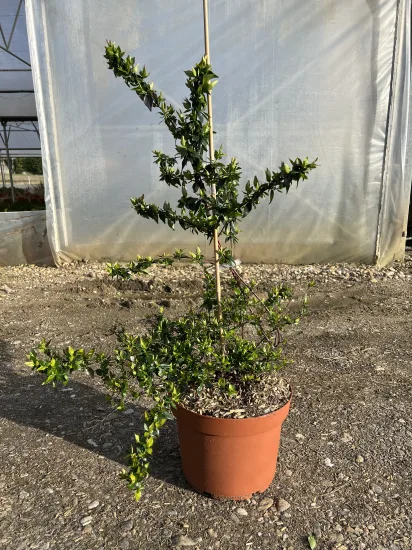 Abelia à grandes fleurs — Pot L Touffe