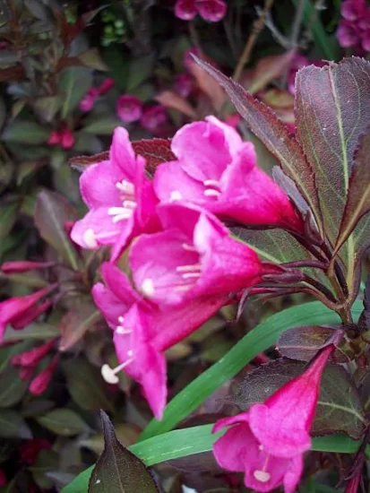 Weigelia 'Alexandra'