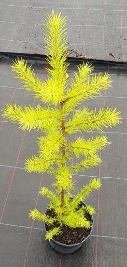 Mélèze du japon (Larix kaempferi) — jeune conifère lumineux sur toile de pépinière · Pot 2.5L Baliveau
