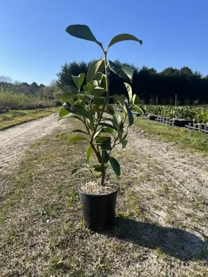 Laurier palme 'Caucasica' — Pot 1L