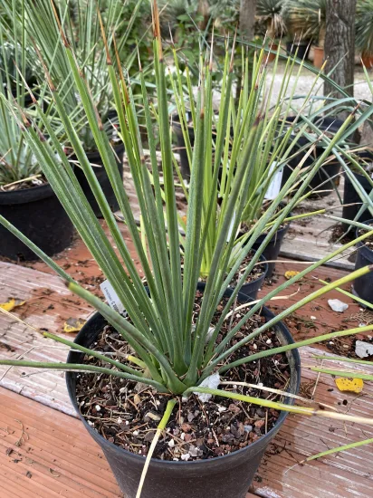 Agave à feuilles striées (Agave striata) — Pot 5L, photo 3