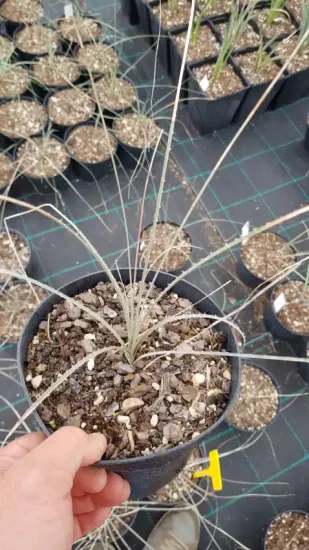 Dasylire (Dasylirion gentryi) — jeune plant graminée dans pot noir en pépinière · Pot 2.5L