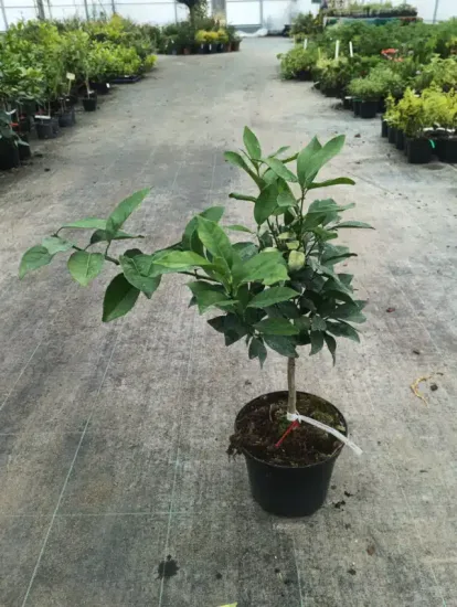 Oranger 'Navel' — Pot 5L Touffe