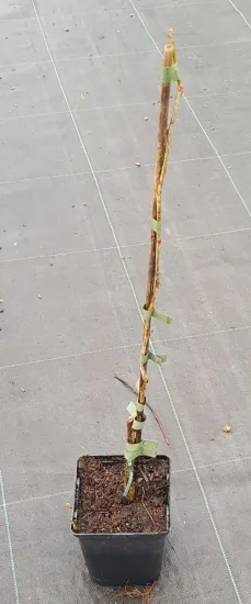 Févier d'amérique sans épines 'Sunburst' (Gleditsia triacanthos) — tige fine attachée sur sol de pépinière · Pot 1.5L Baliveau
