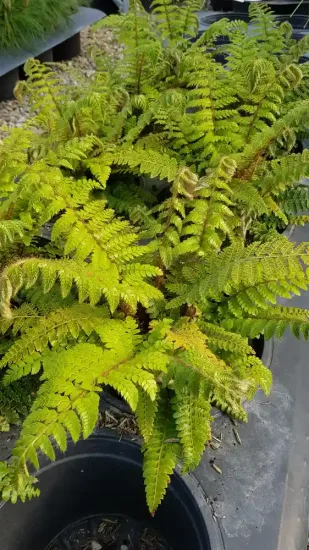 Polystic (Polystichum polyblepharum) — fougère dense au feuillage fin dans pot noir · Pot 3L Touffe
