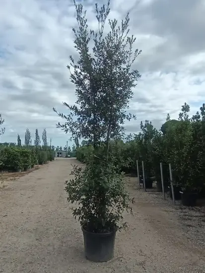 Chêne vert (Quercus ilex) — grand arbre en pot dans allée de pépinière · Pot 90L