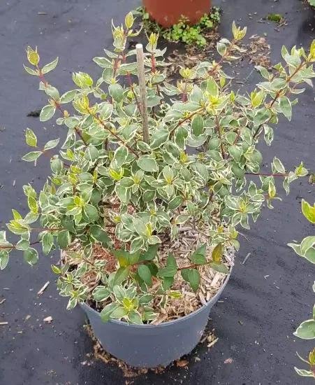 Abélia 'Stereden'