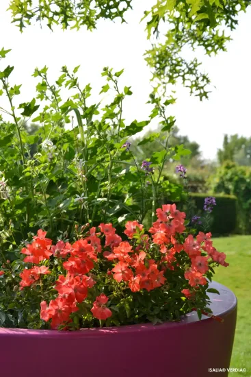 Rosier 'Isalia'