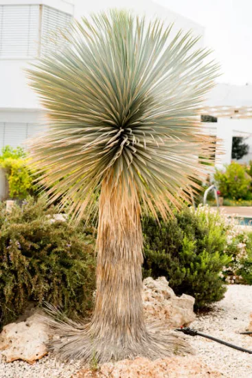 Yucca 'Mediopicta'