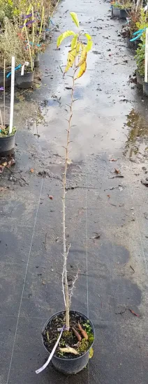 Oranger des osages (Maclura pomifera) — jeune tige épineuse sans feuilles sur sol mouillé · Pot 2.5L