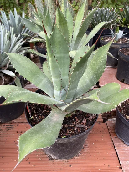 Agave maximiliana — Pot 5L