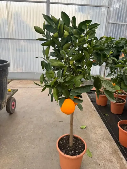 Oranger — Pot 9L Tige