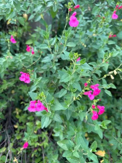 Sauge de graham 'Cera potosi'