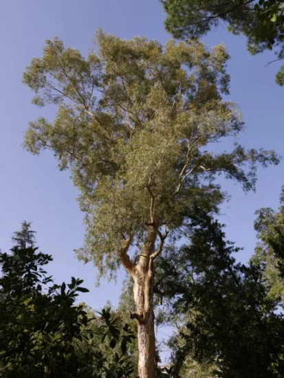 Eucalyptus rouge des rivières