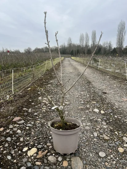 Pommier nain 'Golden' — Pot 7.5L