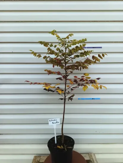 Savonnier de Chine — Pot 5L Baliveau