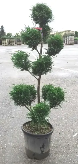 Cyprès de Leyland (Cupressocyparis leylandii) — conifère taillé en nuages dans un pot noir · Pot 20L