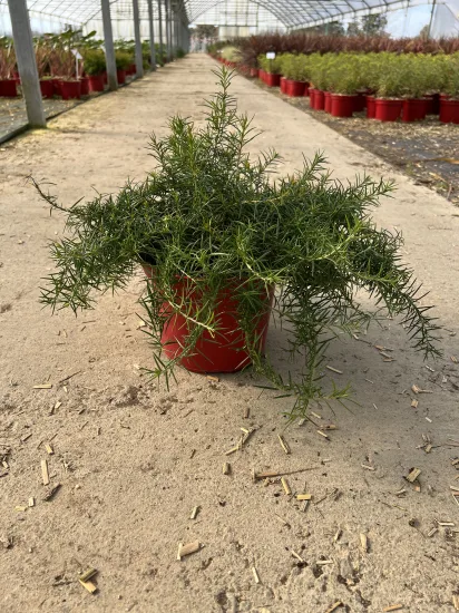 Grevillea 'Mason's hybrid' — jeune arbuste au feuillage fin dans une serre · Pot C35L