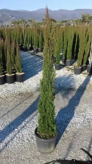 Cyprès méditerranéen 'totem' (Cupressus sempervirens) — grand conifère étroit en pot sur gravier · Pot 15L