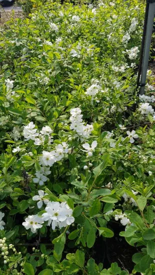 Exochordes 'The bride' (Exochorda macrantha) — massif d'arbustes couverts de fleurs blanches · Pot 8L