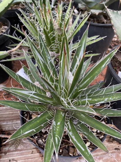 Agave à fibres (Agave schidigera) — Pot 2L