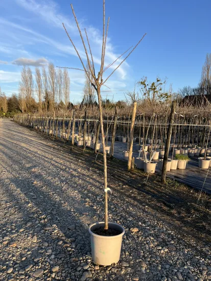 Prunier 'reine claude oullins' — Pot 15L 1/2 tige