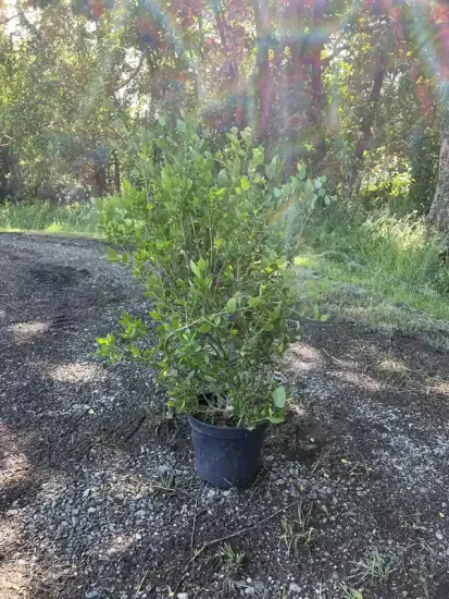 Filaria — Pot 10L