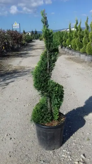 Cyprès de leyland 'Castlewellan gold' (Cupressocyparis leylandii) — conifère taillé en spirale dans pot noir · Pot 15L