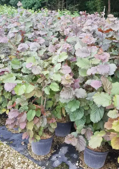 Noisetier pourpre 'Purpurea' (Corylus maxima) — massif de jeunes arbustes feuillus en pots · Pot 8L Touffe