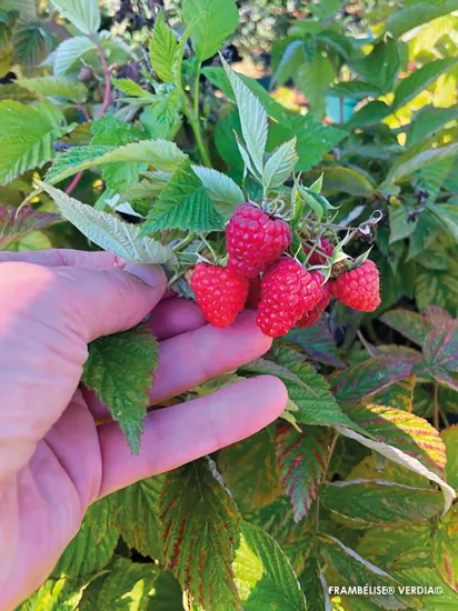 Framboisier 'Frambelise'
