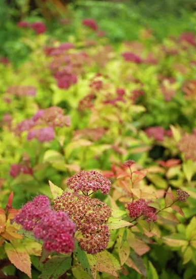 Spirée 'Goldflame'