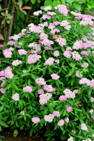Spirée du japon 'Little princess'