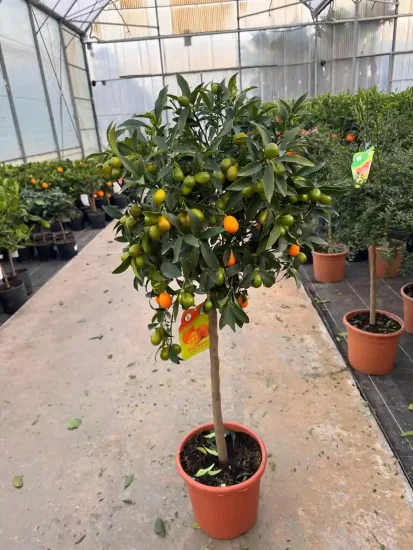 Kumquat — Pot 9L Tige