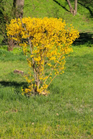 Forsythia 'Week end'